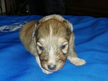 puppies