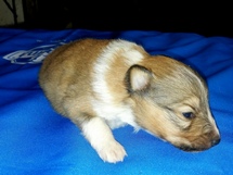 puppies