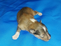 puppies