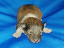 puppies