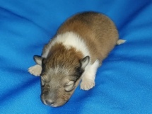 puppies
