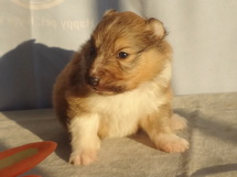 puppies
