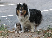 puppies