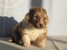 puppies