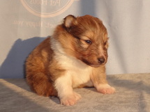 puppies