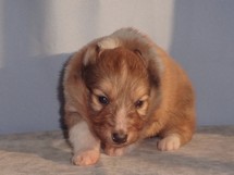 puppies