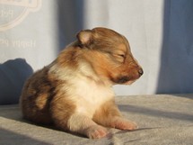 puppies