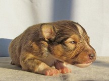 puppies