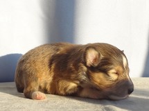 puppies