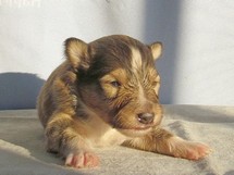 puppies