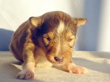 puppies