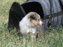 puppies