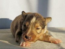 puppies