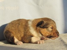 puppies