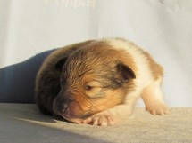 puppies
