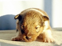 puppies