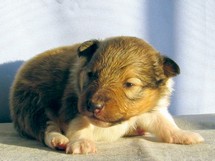 puppies