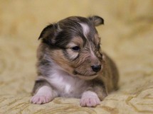 puppies