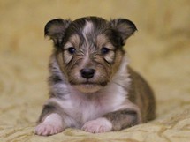 puppies
