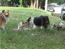 puppies