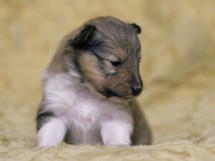 puppies