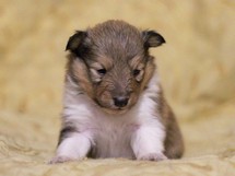 puppies