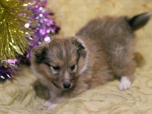 puppies
