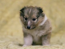 puppies