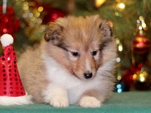 puppies