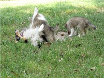 puppies