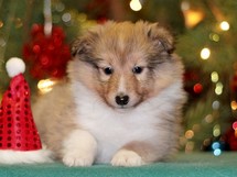 puppies