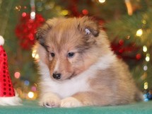 puppies