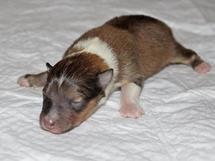 puppies
