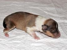 puppies