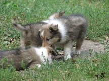 puppies