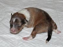 puppies