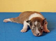 puppies