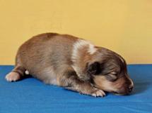 puppies