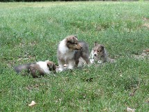 puppies