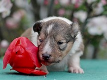 puppies