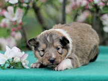 puppies