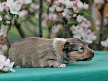 puppies