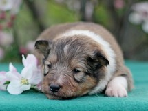 puppies