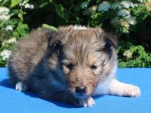 puppies