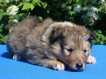 puppies