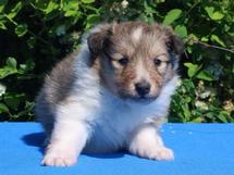 puppies