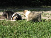 puppies
