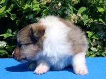 puppies