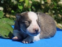 puppies