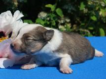 puppies